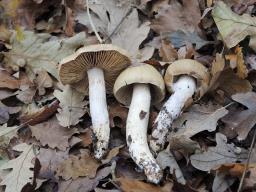 Cortinarius mucifluoides