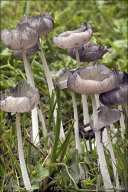 Coprinopsis lagopus