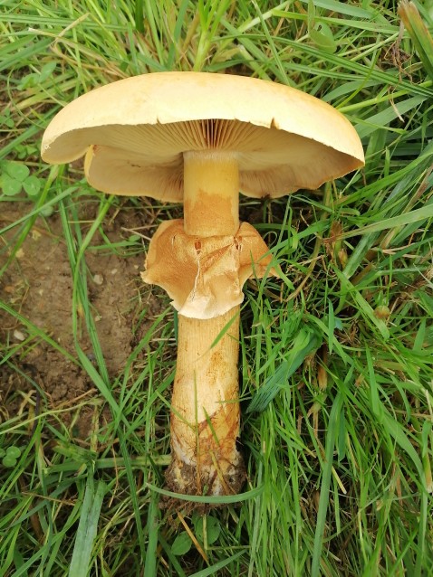 Phaeolepiota aurea