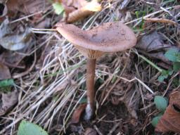 Pseudoclitocybe cyathiformis