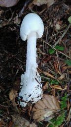 Amanita virosa