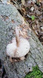 Pluteus cervinus