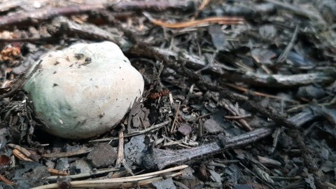 Russula virescens