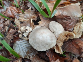 Volvariella surrecta