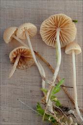 Galerina graminea