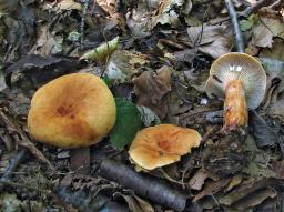 Lactarius rubrocinctus