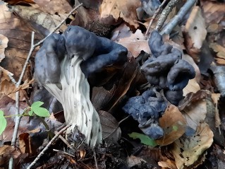 Helvella lacunosa