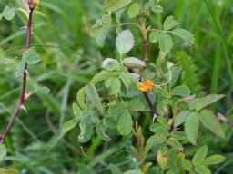 Phragmidium mucronatum