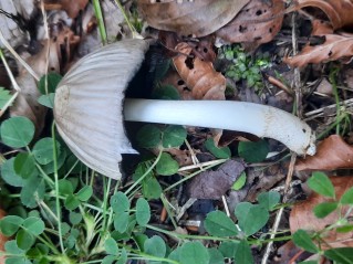 Coprinopsis atramentaria