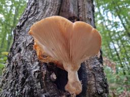 Pleurotus dryinus
