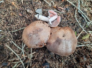 Agaricus sylvaticus