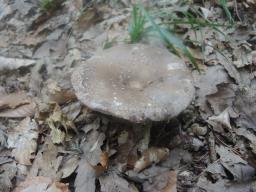 Russula nigricans