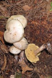 Suillus placidus