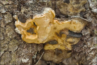 Gloeophyllum odoratum