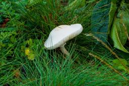 Leucoagaricus leucothites