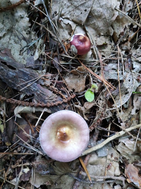 Russula caerulea