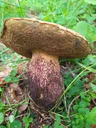 Suillellus luridus