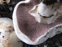 Agaricus bitorquis
