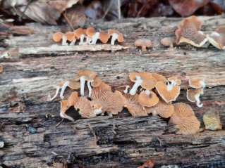Panellus stipticus