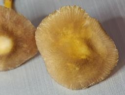 Pluteus vellingae