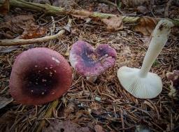 Russula fragilis