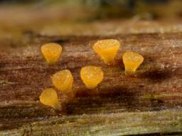 Allophylaria byssacea