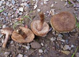 Inocybe lacera