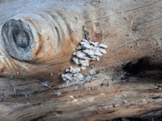Schizophyllum commune