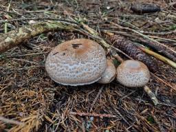 Agaricus sylvaticus