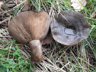 Lactarius turpis