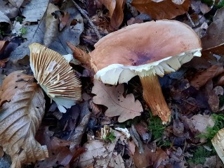 Tricholoma bufonium