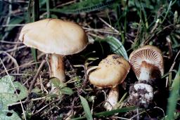 Cortinarius gracilior