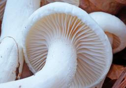 Hygrophorus cossus