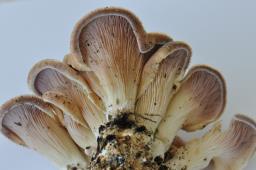 Lentinus strigosus