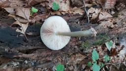 Pluteus salicinus