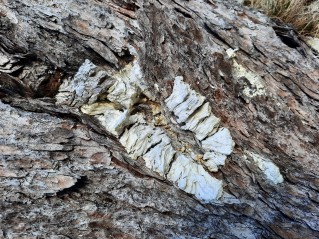 Laetiporus montanus