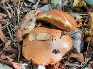 Suillus granulatus