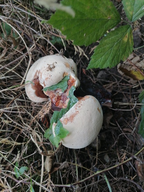 Ganoderma carnosum