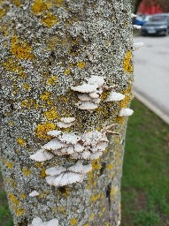 Schizophyllum commune