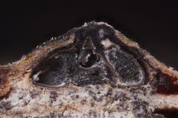 Oligostoma insidiosum