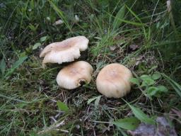 Russula subfoetens