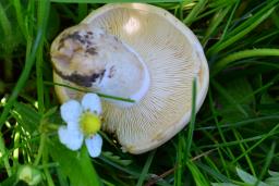 Calocybe gambosa