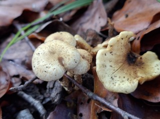 Pholiota gummosa