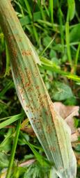 Puccinia phyllostachydis