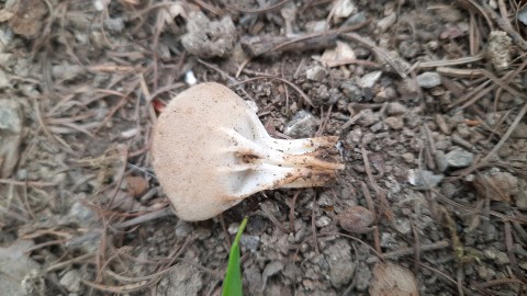 Helvella acetabulum