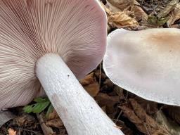 Lepista glaucocana
