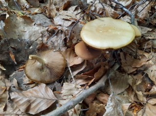 Agrocybe praecox