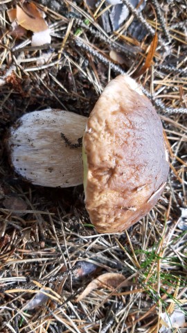 Boletus edulis