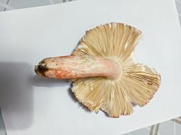 Russula lepidicolor