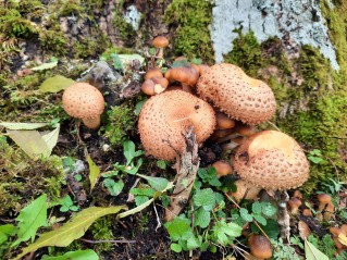 Pholiota squarrosa